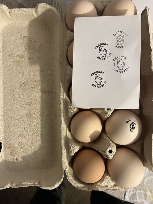 Інкубаційні яйця Віандот