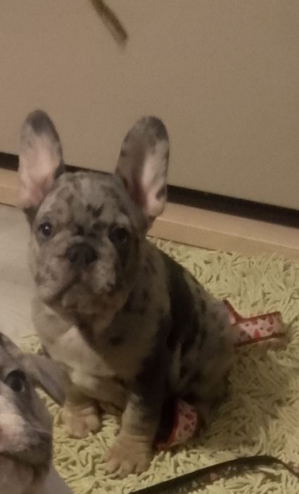 Buldożek francuski.