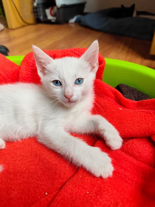Gatinha 2 meses para adoção responsável BRAGA