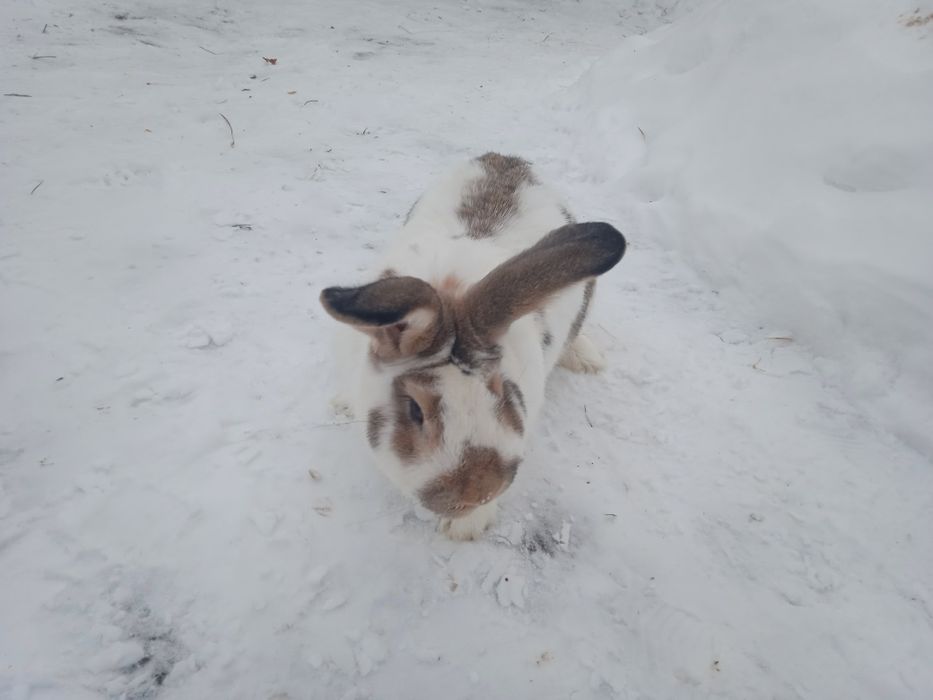 Кролі .робочий самчик