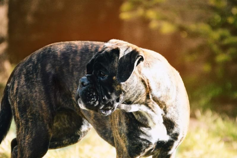 Bokser suczka,gotowa do odbioru