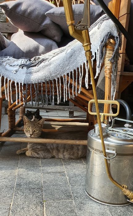 Уничтожение прусаков, тараканов, клопов блох и  муравьев