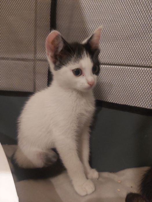 Kociątka do adopcji