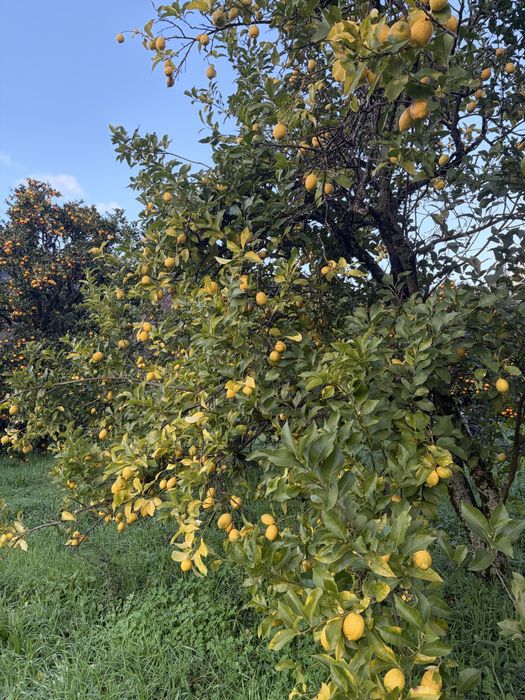 Laranjas, limões e clementinas