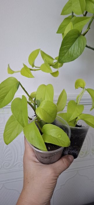 Епіпремнум Неон,Марбл Епл , Бразил.