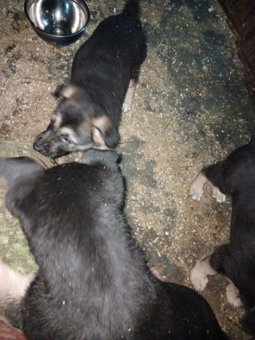 Цуценята німецьких вівчарок