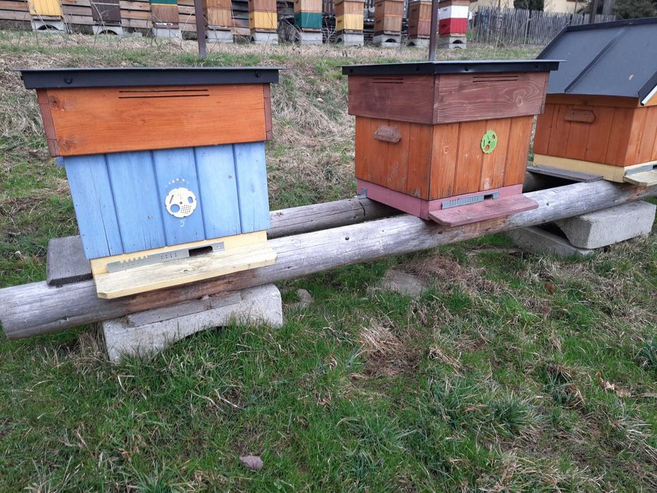 Pszczoły/Rodziny pszczele