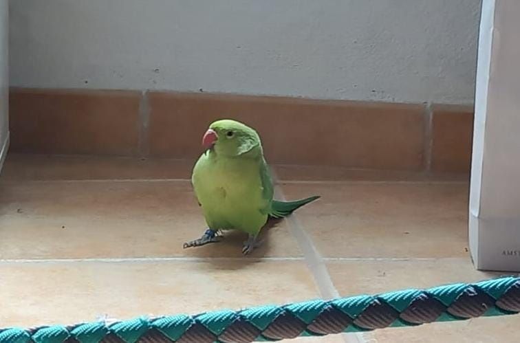 Ring Necks (vários)