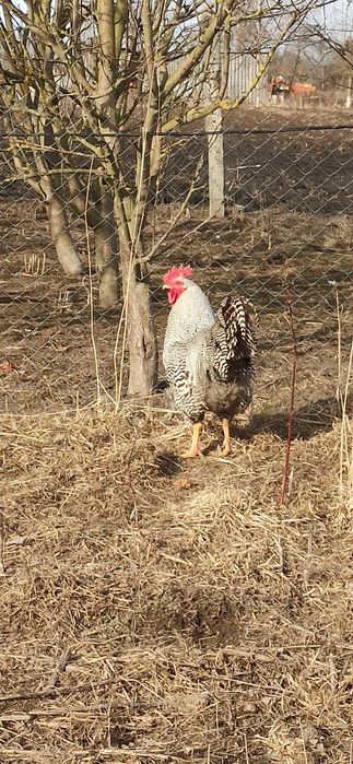 Інкубаційні яйця курей