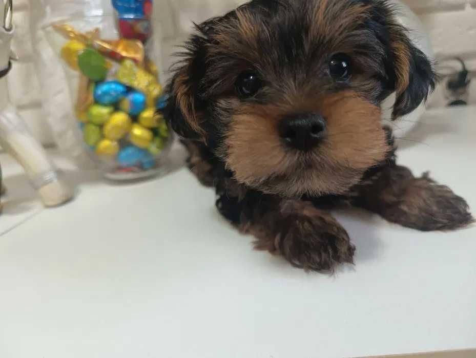Yorkshire Terrier