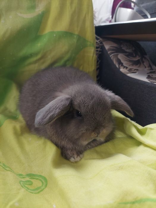 Мини кролики,декоративные, карликовые,баранчики