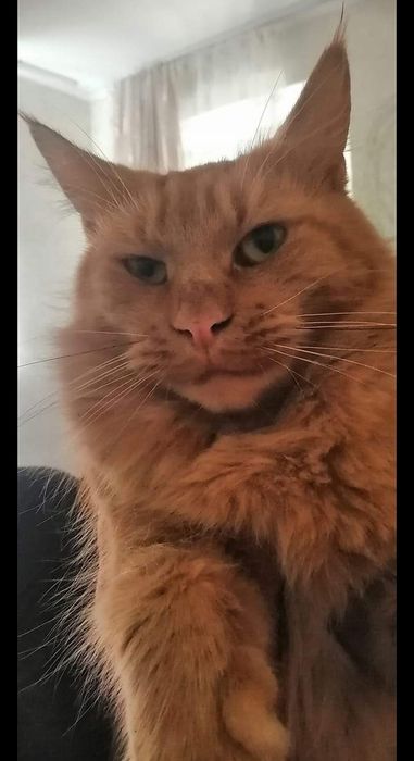 Кото Акція 3 хлопчика