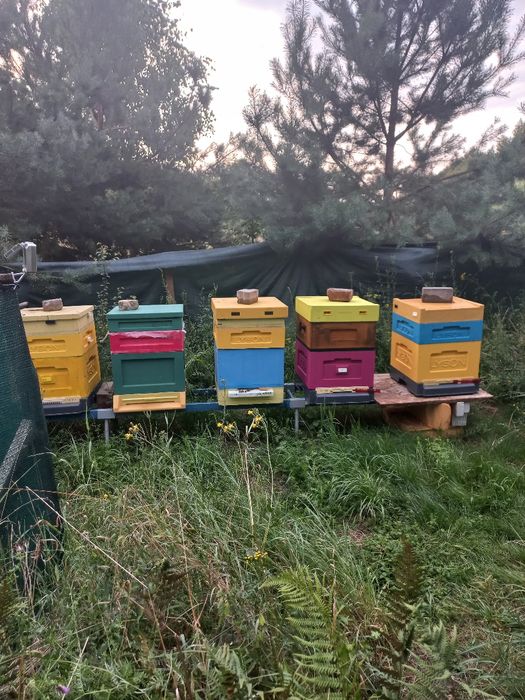 Sprzedam odkłady pszczele