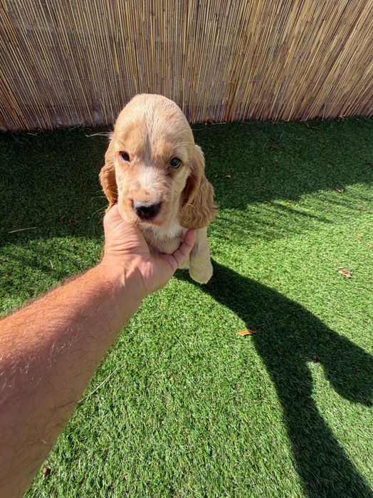 Cocker Spaniel Inglês Dourado.