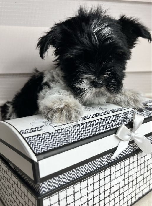 Suczka york biewer miniaturka