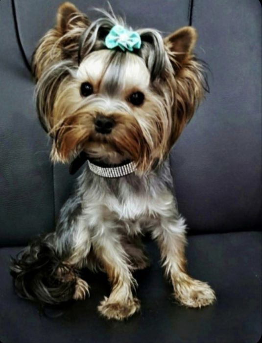 Piesek Yorkshire Terrier badania DNA