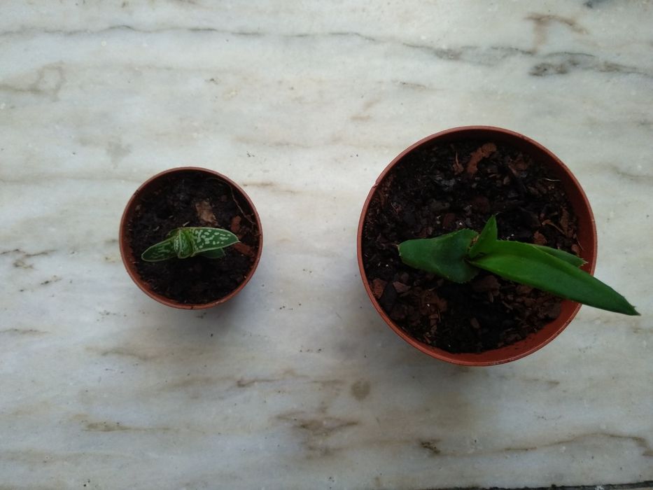 Aloe speciosa e Aloe variegata