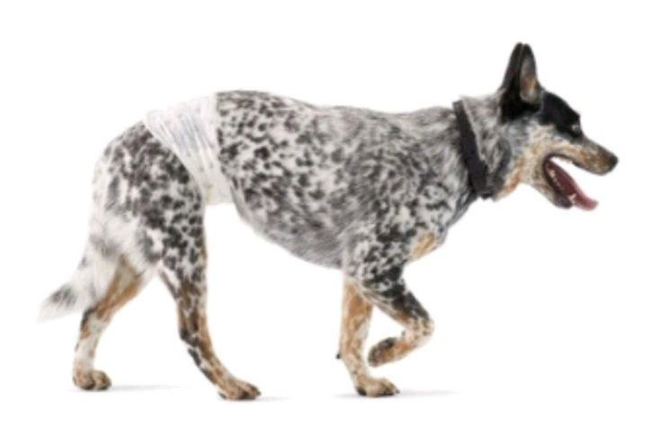 Amazon Basic 30 pieluch dla psa rozmiar L