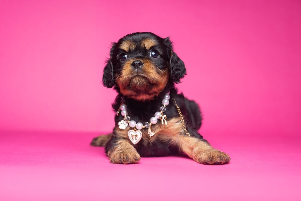 Cavalier King Charles Spaniel * Dziewczynka Fleur de Lys