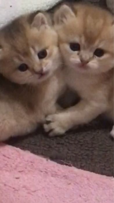 Котята британцы ,золотая шиншила