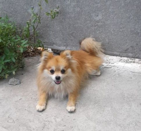 Продам померанського шпица