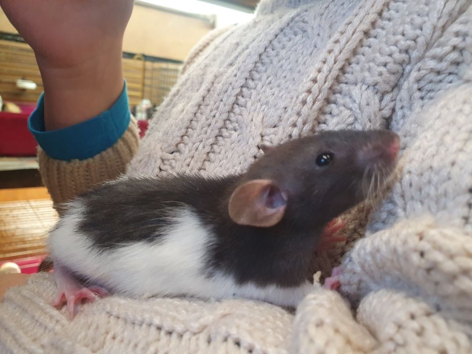 Szczurki Dumbo młode samice 5 tygodni oswojone