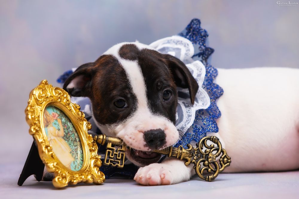 Стаффи ДжиДжи — ласковая и харизматичная малышка