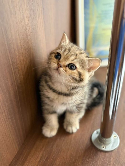 Кошенята породи скотіш страйд