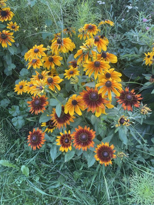 Rudbekia naga wysoka i inne,byliny wieloletnie