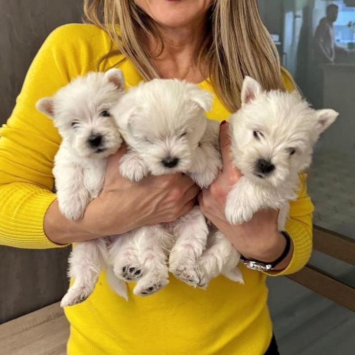 Вест хайленд уайт терьер