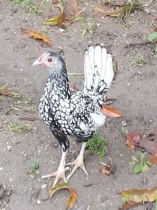 Fêmeas da raça sebright