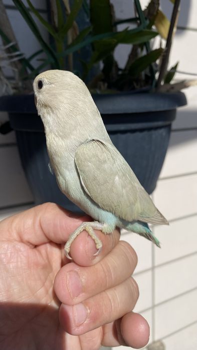 Agapornis domesticado