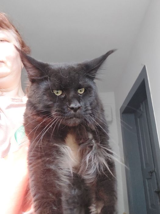 Котик мейн кун 1.5 года. Черный брутал.