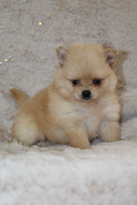 Супер міні шпіцулі