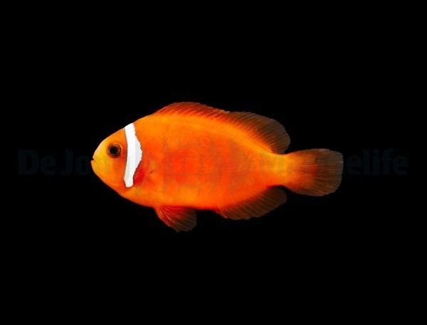 Amphiprion frenatus - Błazenek pomidorowy (Tomato Clownfish)
