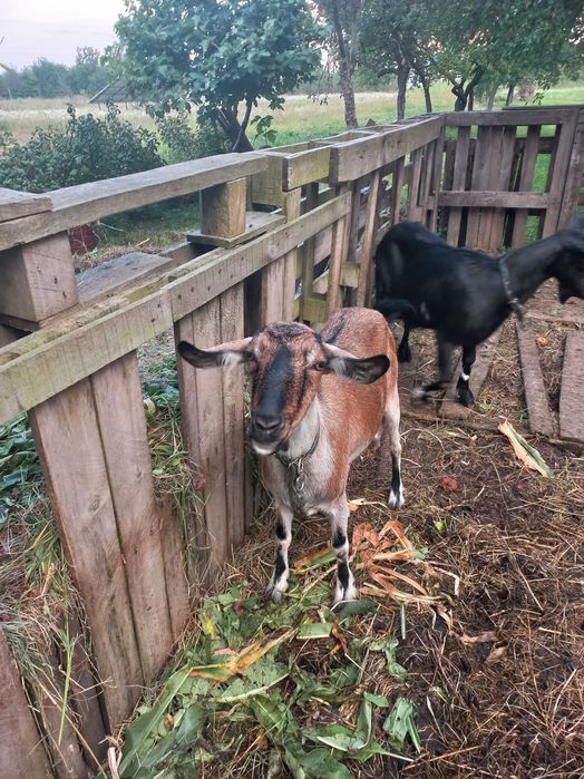 Продається коза безрога