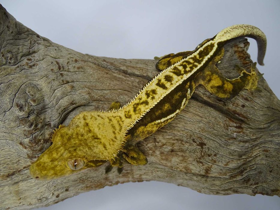 Gekon Orzęsiony samiec Pinstripe