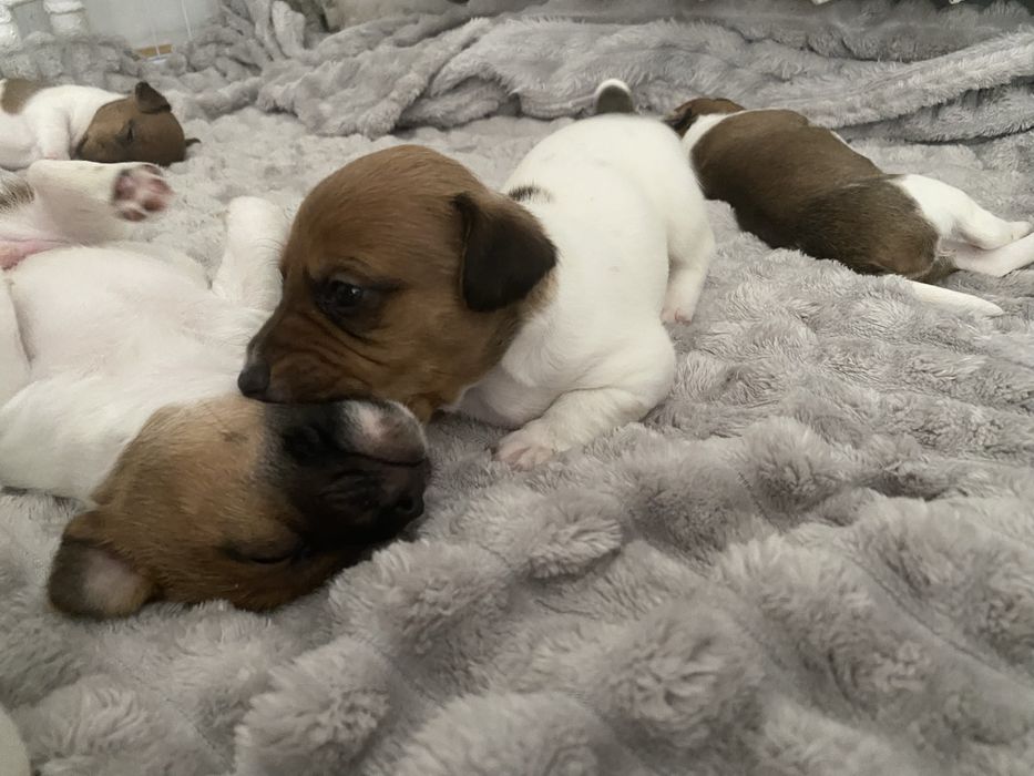 Szczeniak Jack russel terier