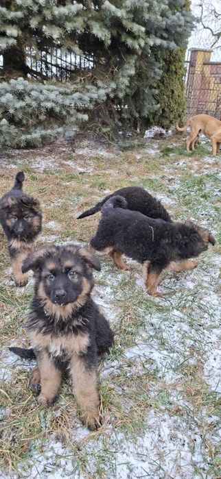 Oddam szczeniarki owczarki