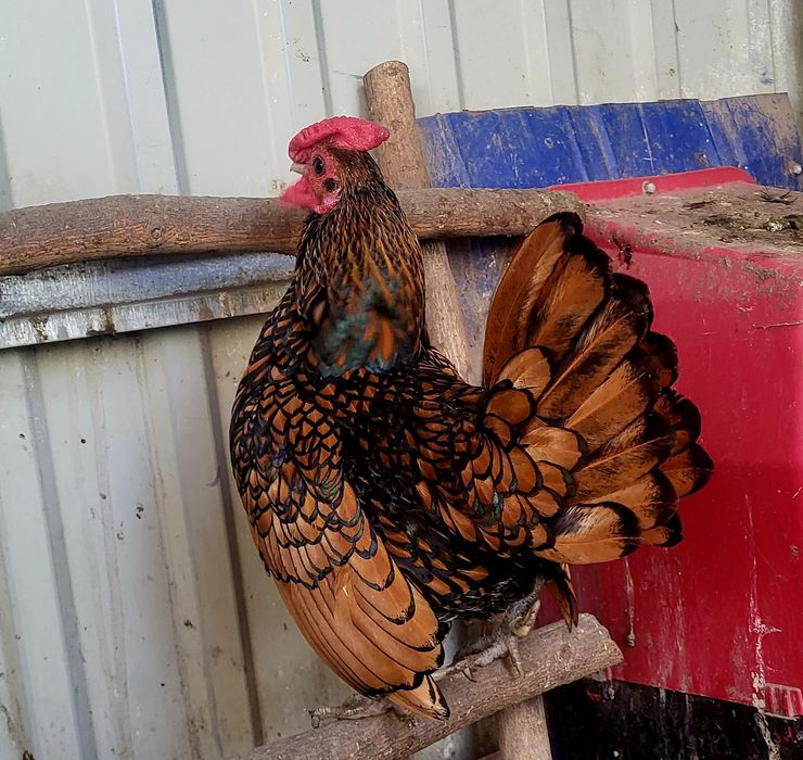 Півники сібрайти