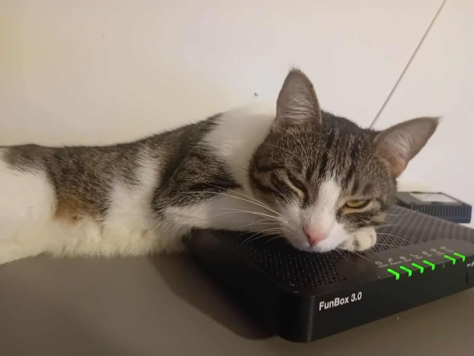 Kocurek Wiesio prosi o kochający dom