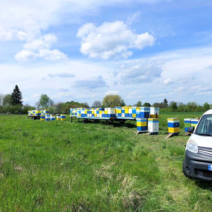 Продаються бджолопакети