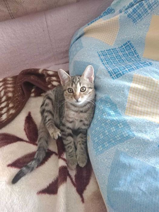 Кошенятко дівчинка в добрі руки