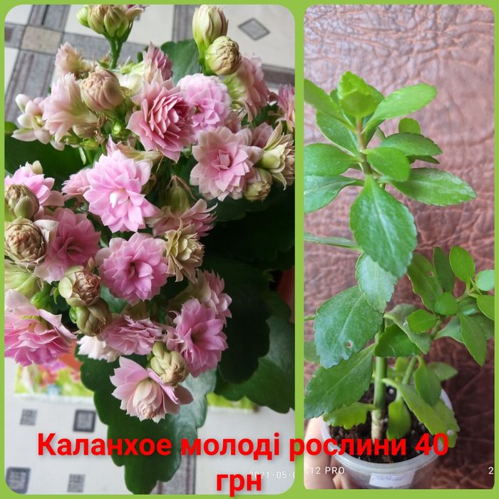 Каланхое, шлюмбергера, пахістахіс, пеперомія