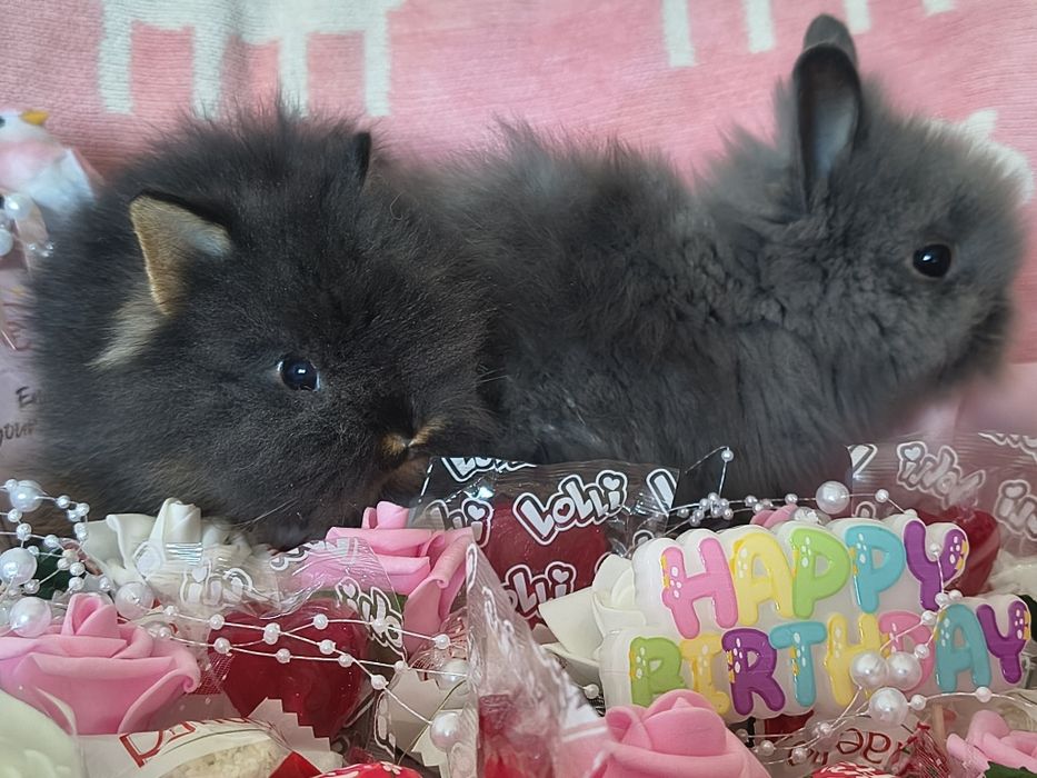 Karzełek Teddy / samiec / samiczka