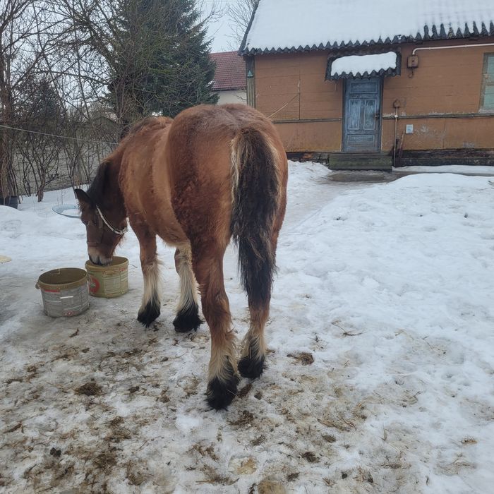 Sprzedam źrebice zimnokrwistą 6mc