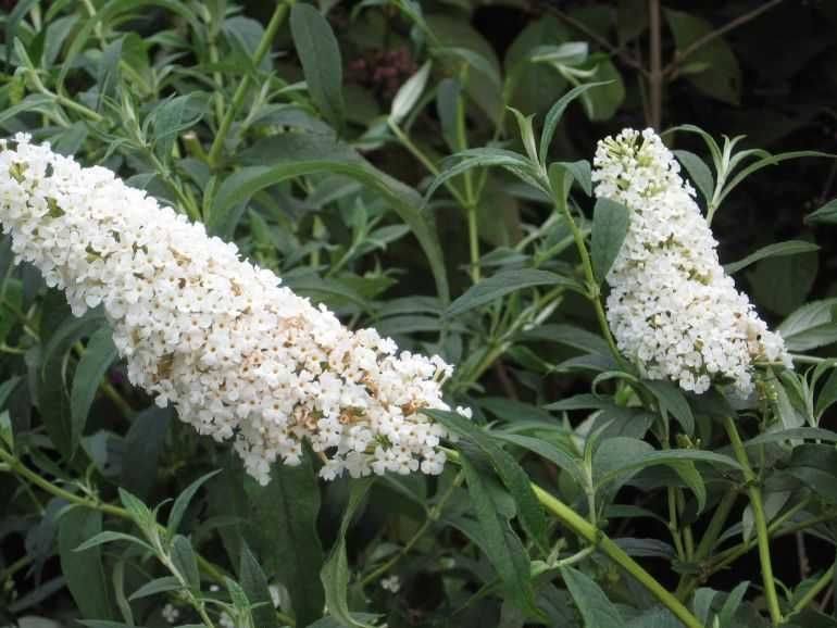 Budleja /Motyli krzew/ 4 odmiany - Flora Szczecin
