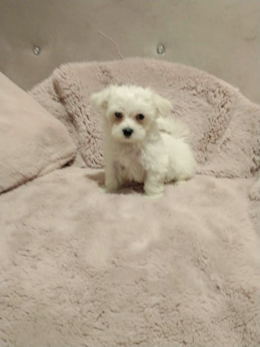 Śliczne pieseczki Maltanczyk