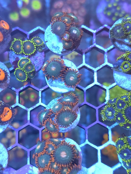 frags para aquario de agua salgada