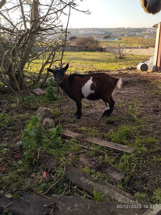 cabras anãs para venda